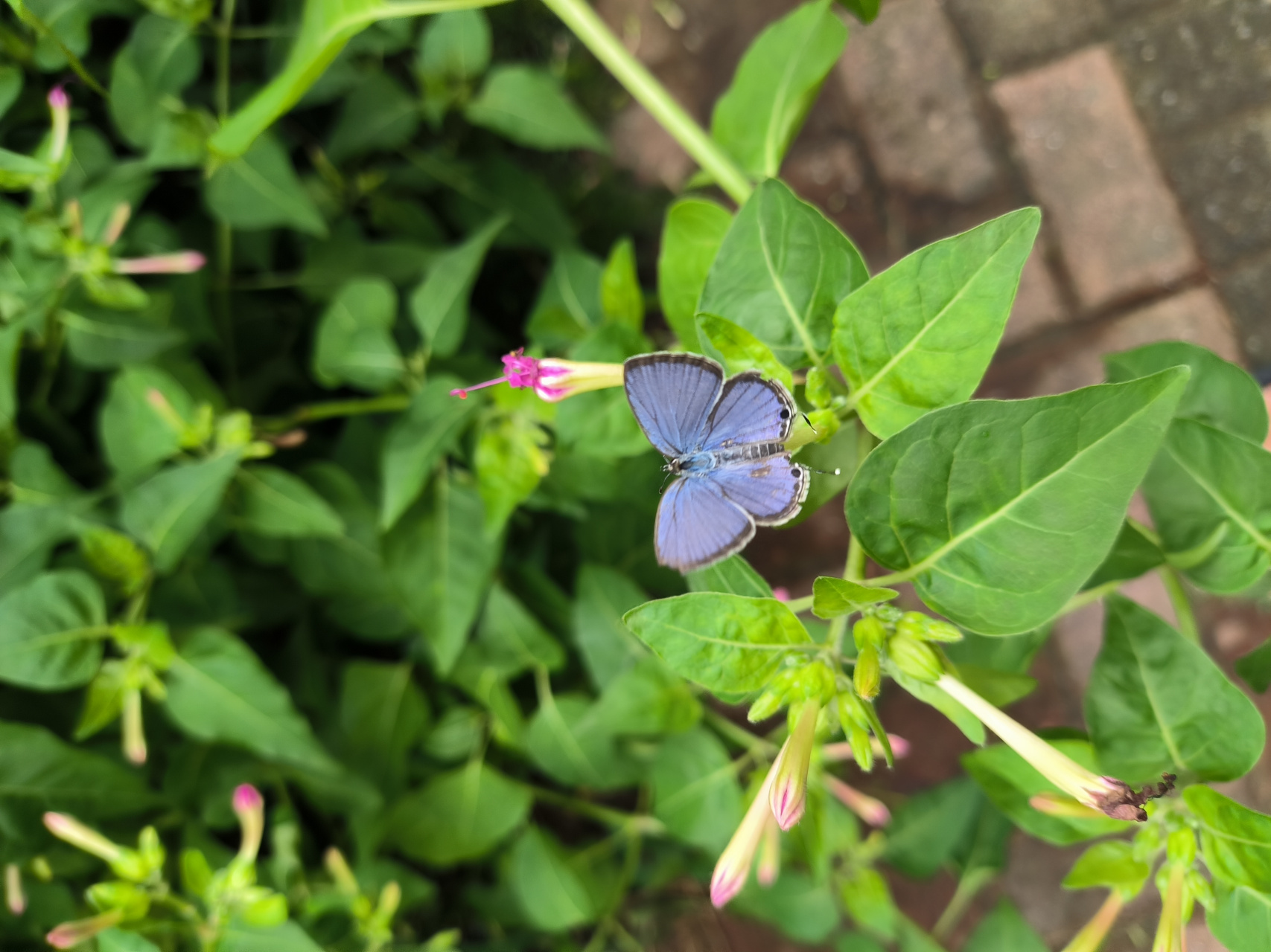 窗外地雷花开,吸引了很多这种蓝紫色的小蝴蝶.