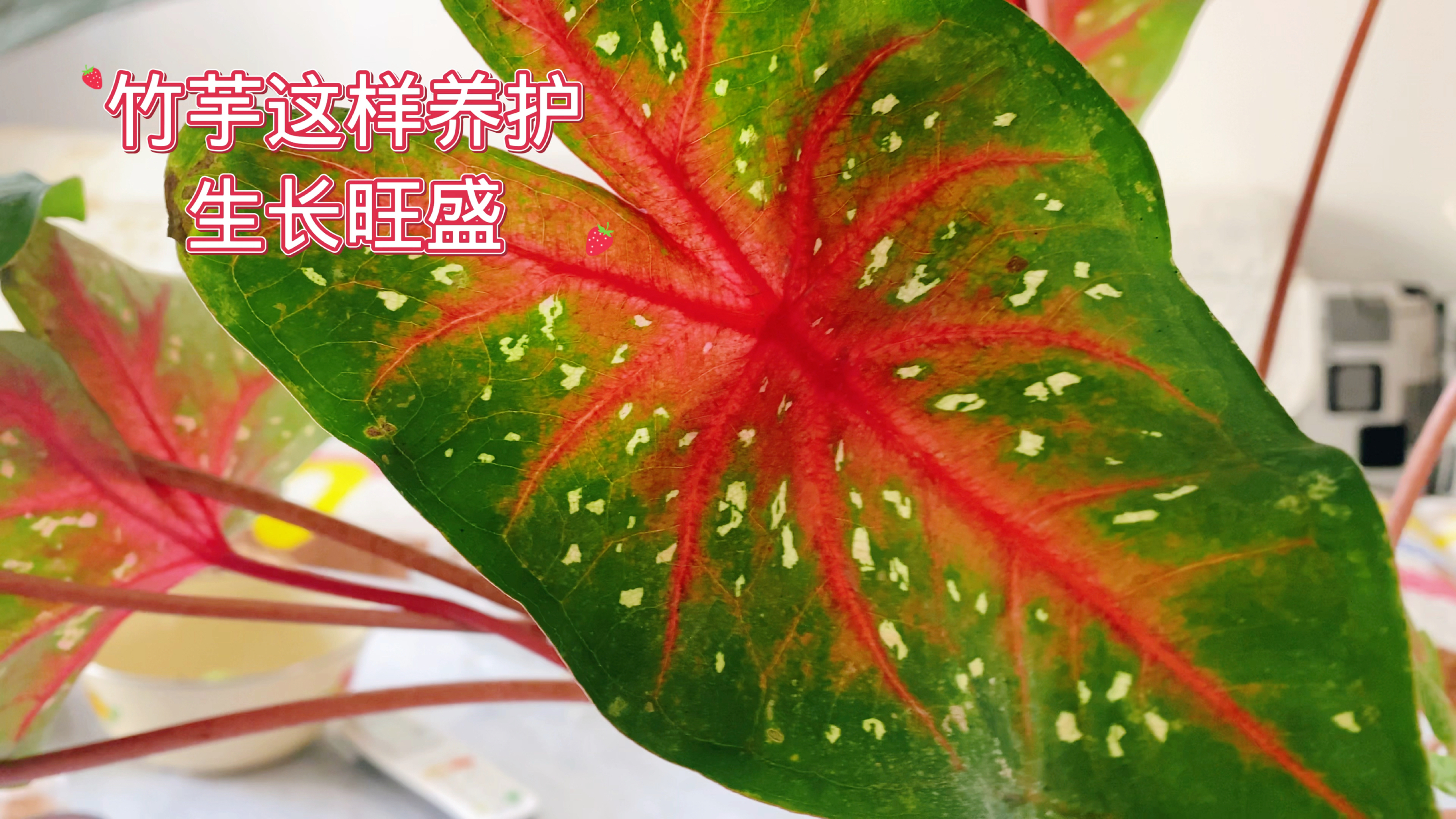 竹芋这样养护,生长旺盛