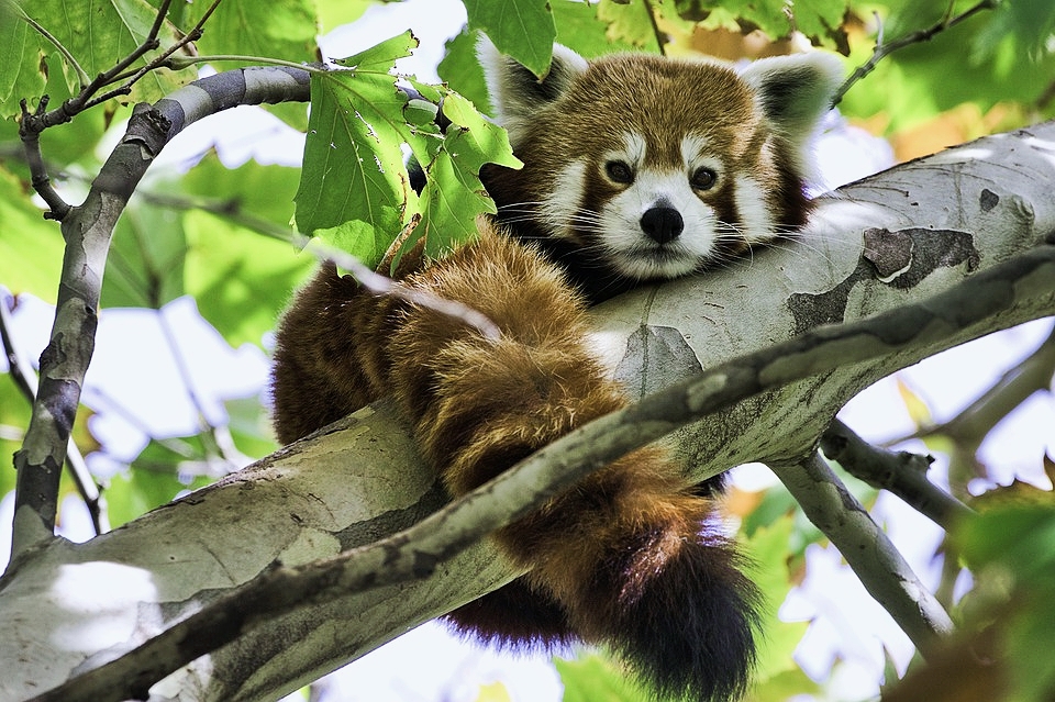 可爱呆萌红猫熊图片分享
