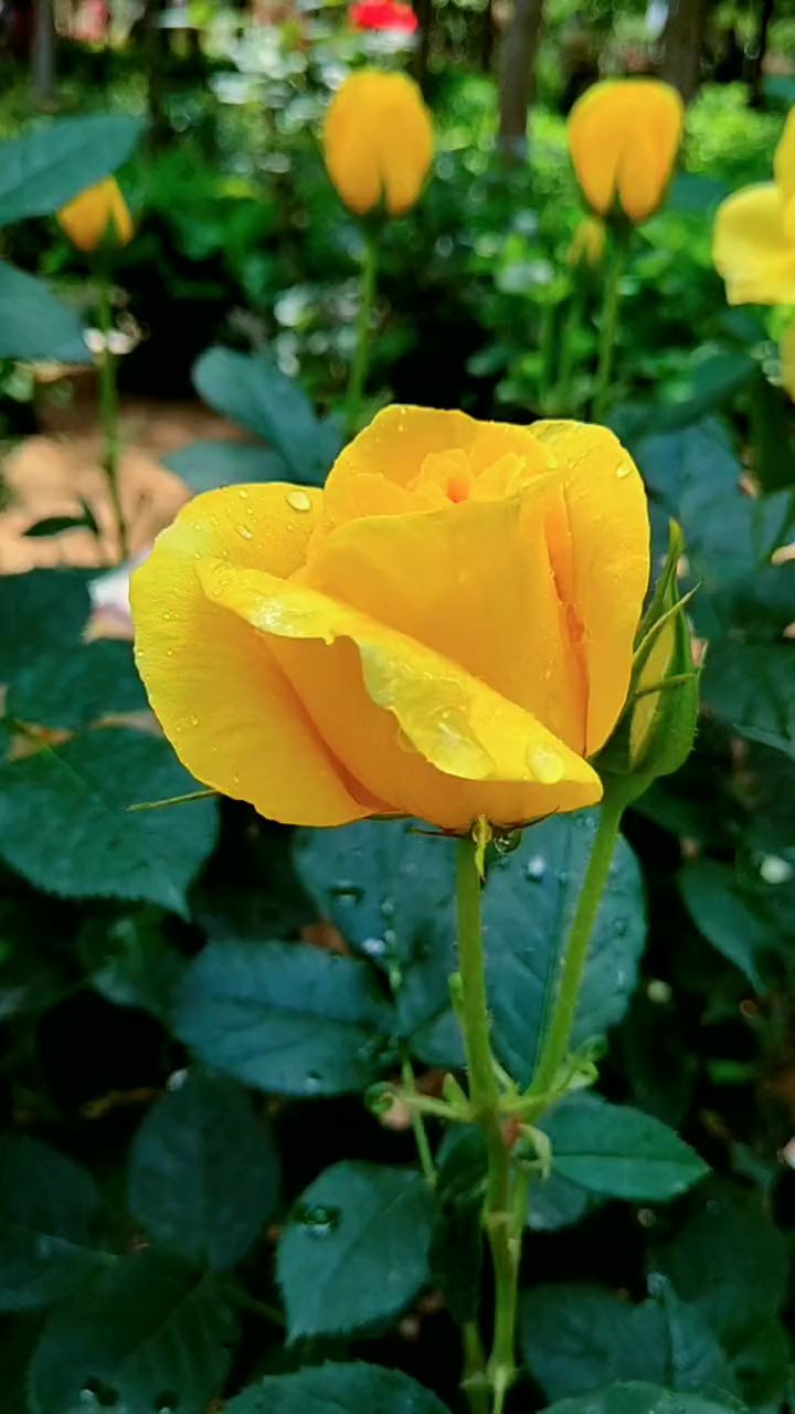 黄玫瑰,别落泪,所有的花儿你最美