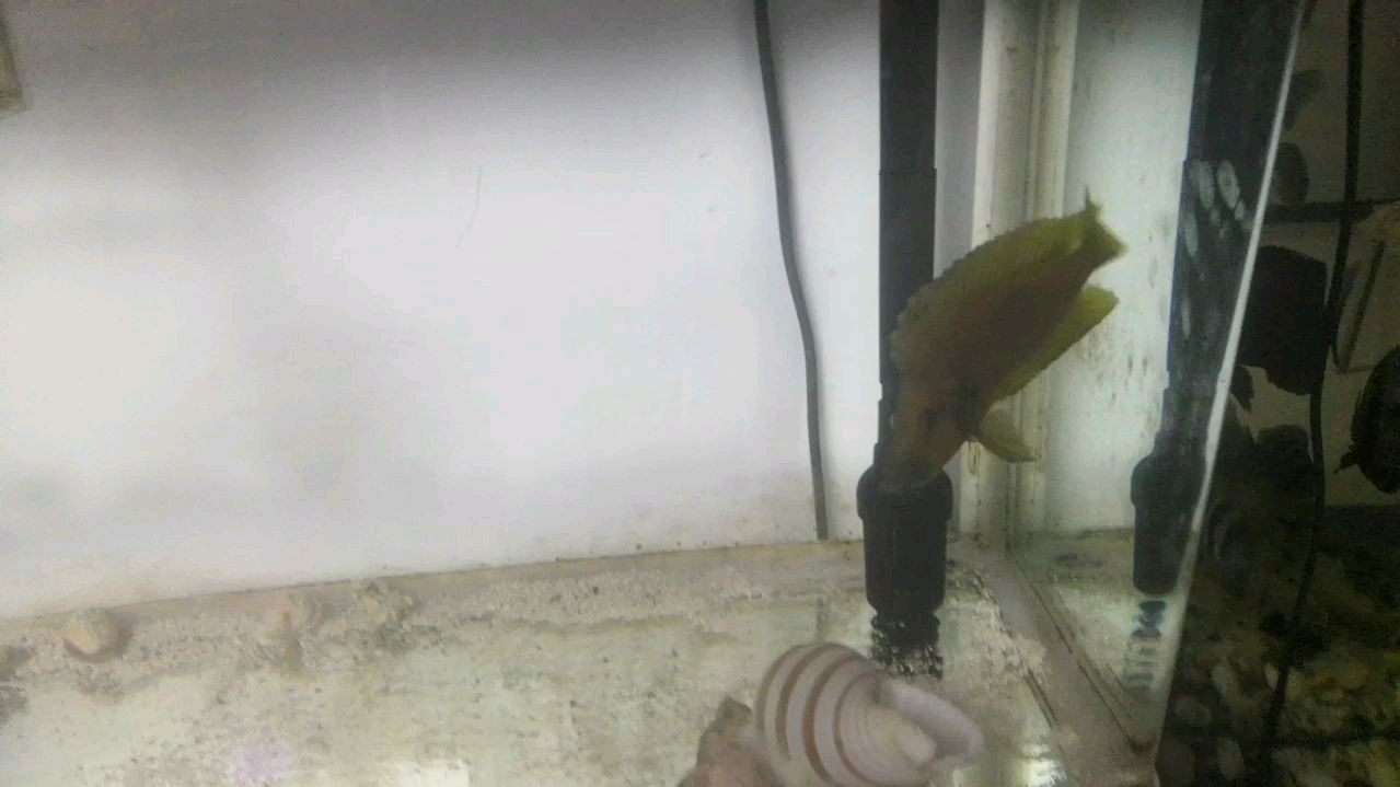 黄金虎鱼看看它有多凶狠