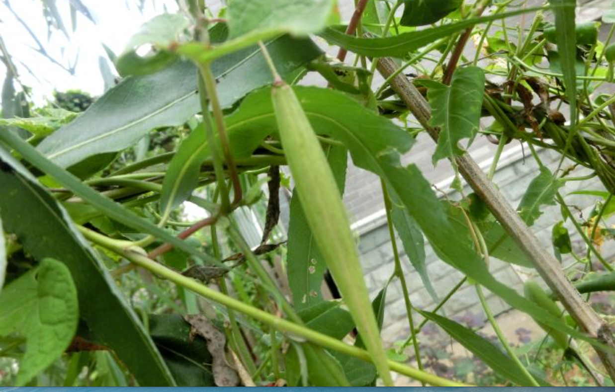 寻找《白鹿原》中鹿子霖吃的"羊奶奶"