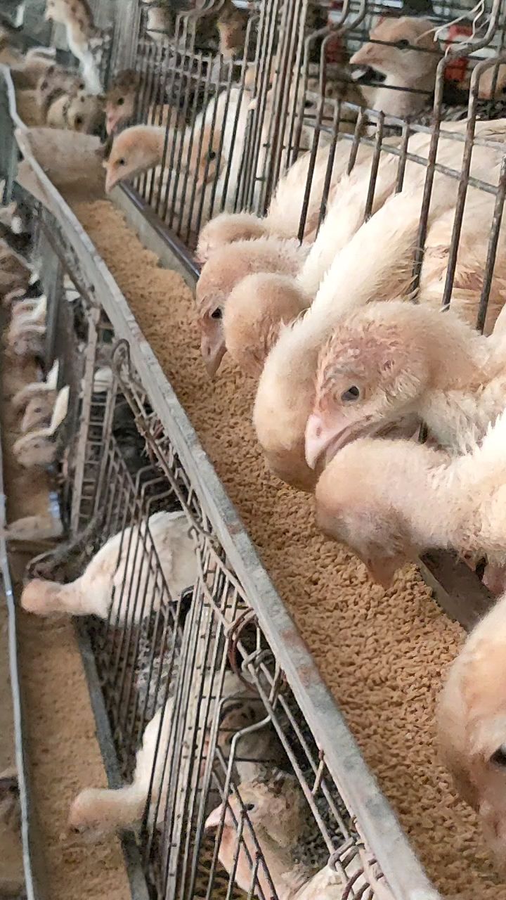 能长四十多斤的美系700大体尼古拉火鸡苗-度小视