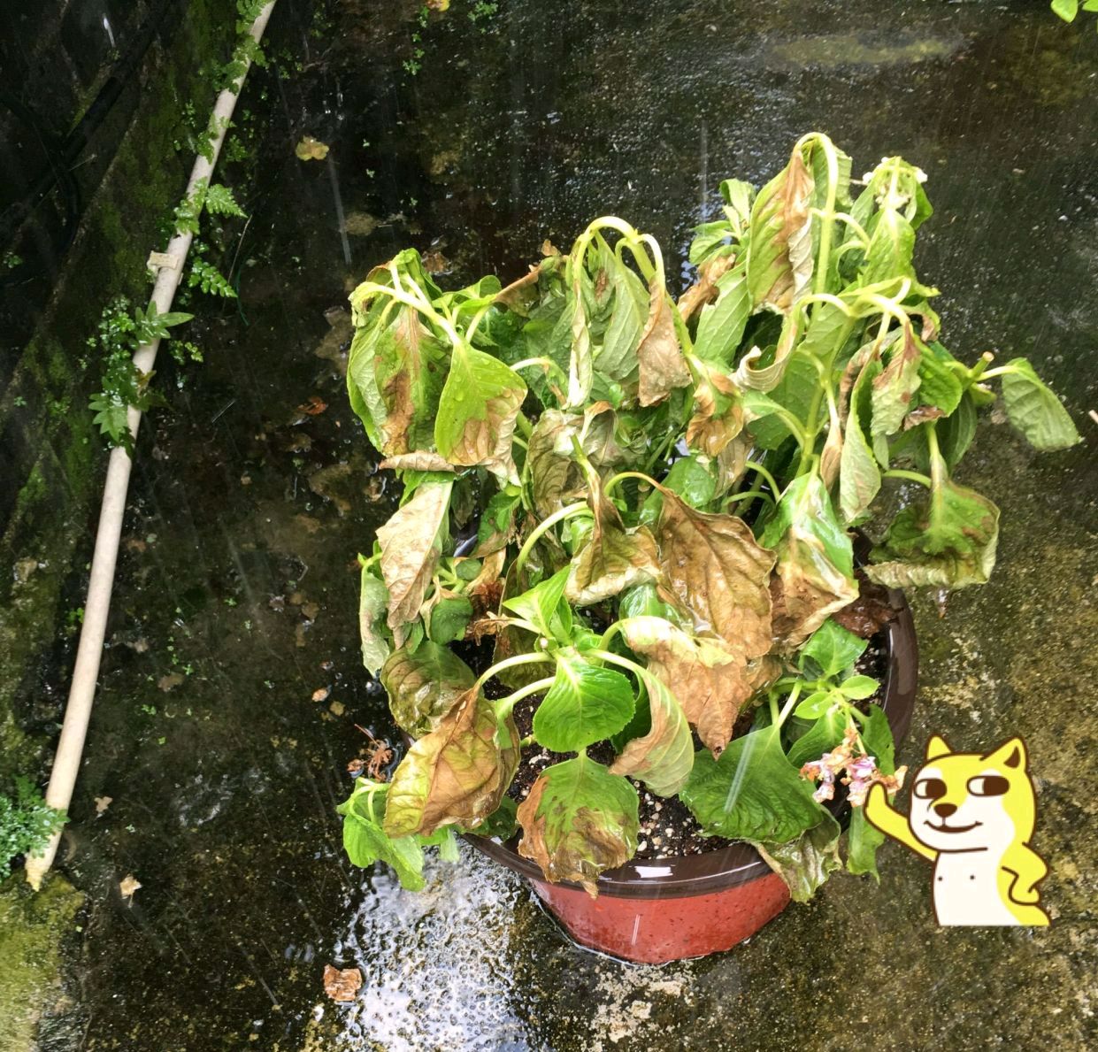 绣球花淋雨居然有技巧,怪不得每次给绣球花淋雨后,直接枯叶黄叶