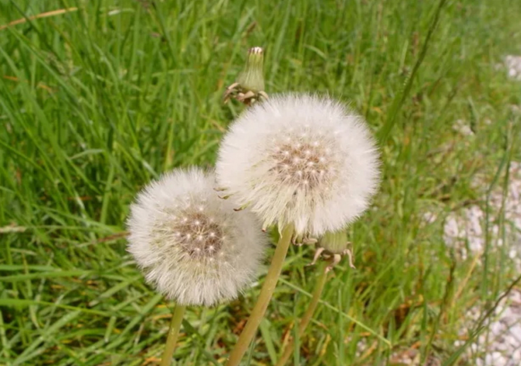 蒲公英的介绍和作用 蒲公英,菊科,蒲公英属多年生草本植物.