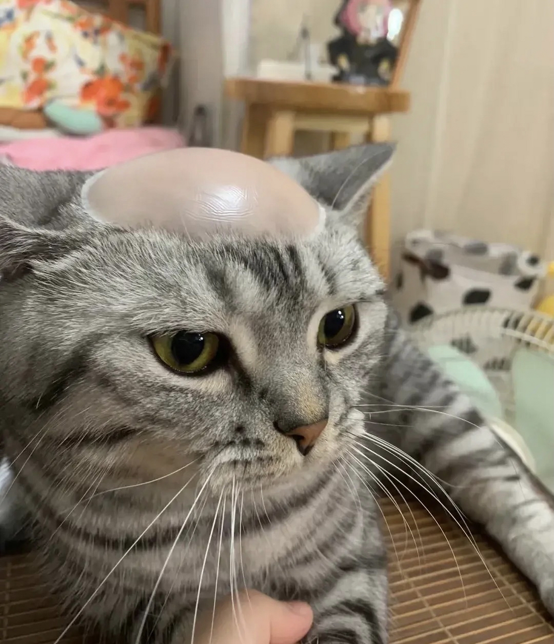 我家猫咪的新发型,地中海风格!