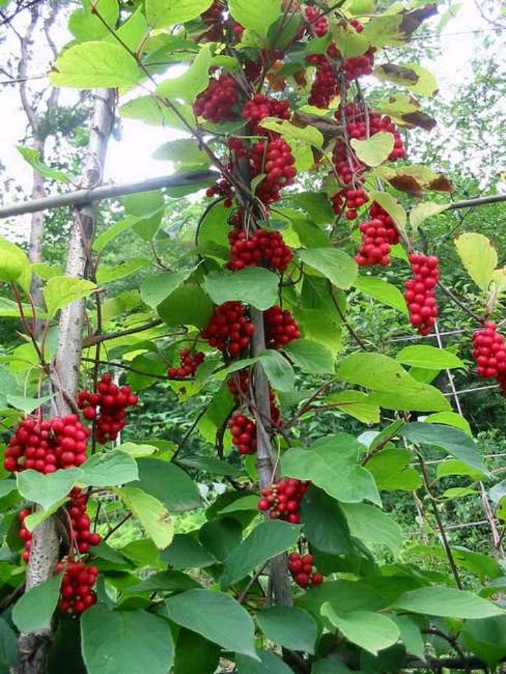 五味子是一种什么样的植物