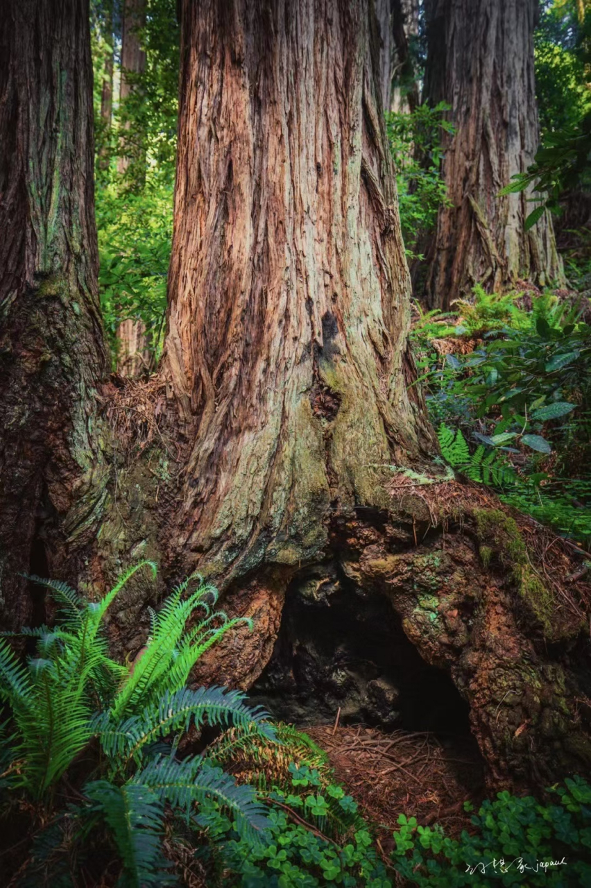 位于muir woods 国家公园的北美巨杉,是世界上最高的树种,可到百米.