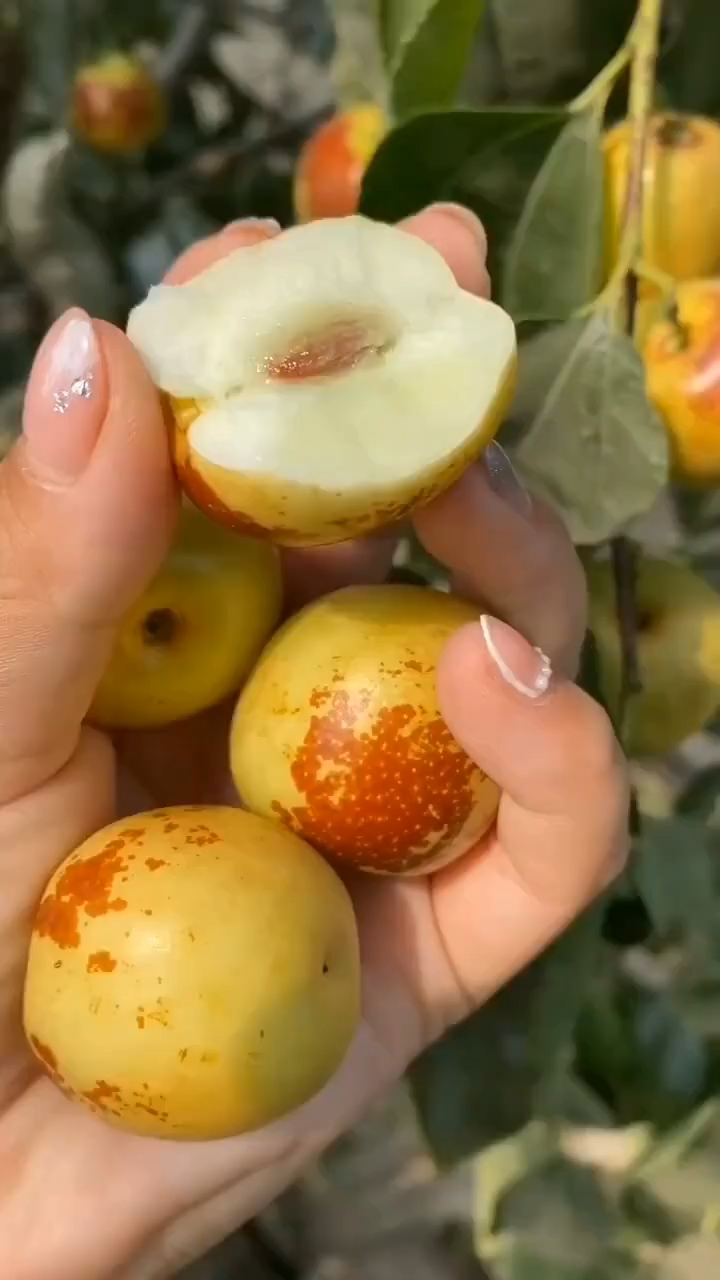 二代冬枣苗价格 冬枣苗特点 果大甜脆 硬度好耐储运 管理简单 易成活