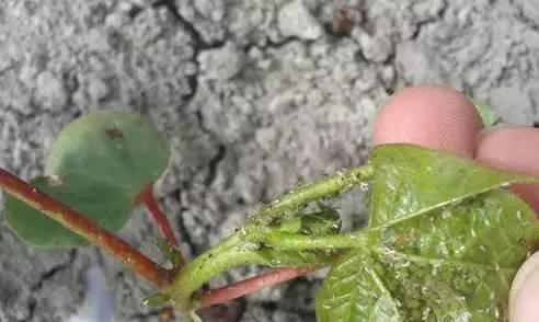 如何防治棉花上的棉蚜虫?