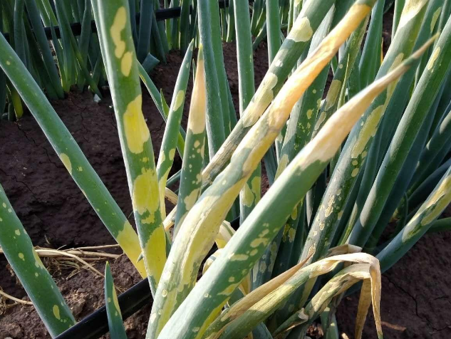 葱叶子发黄发枯怎么治