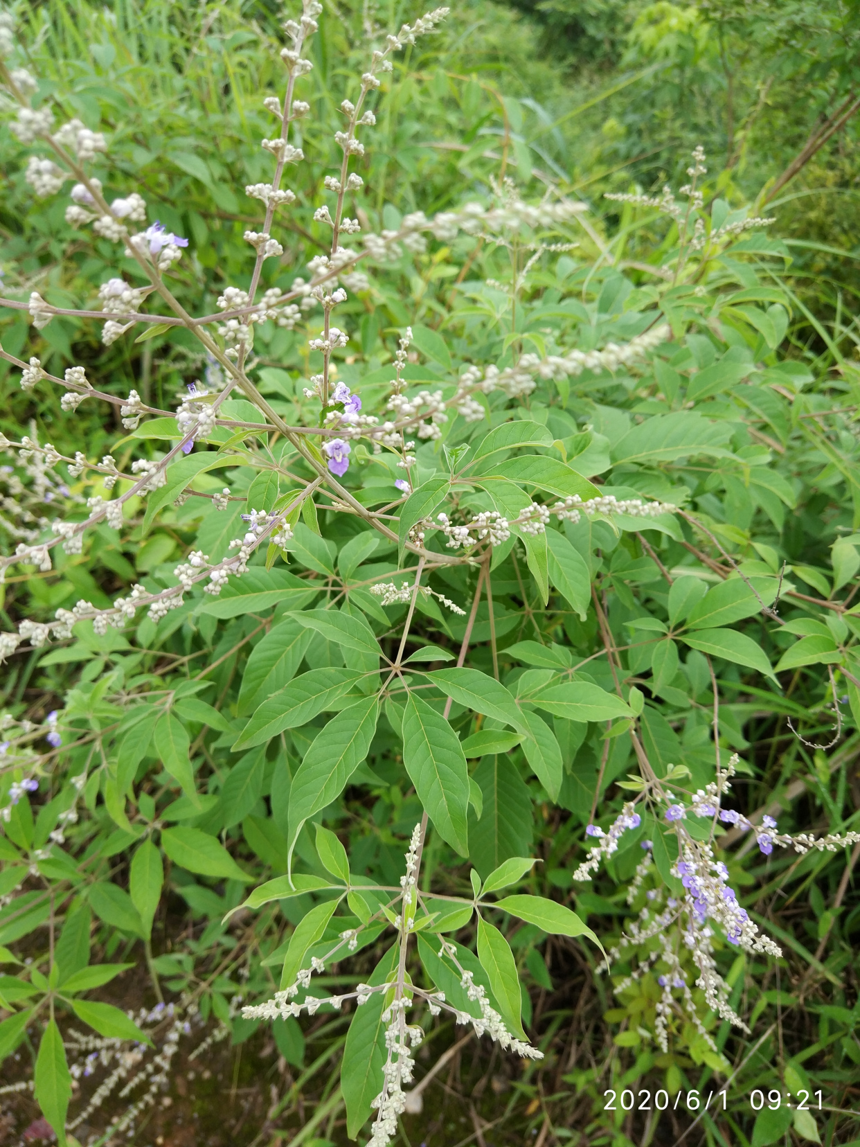 蜜源植物—荆条