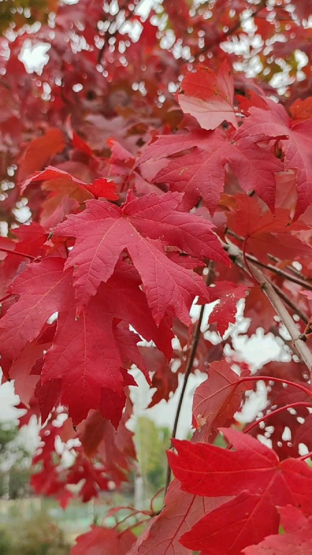 糖枫,又叫糖槭,秋来枫叶红,说的就是它.详情请看置顶评论.-度小视