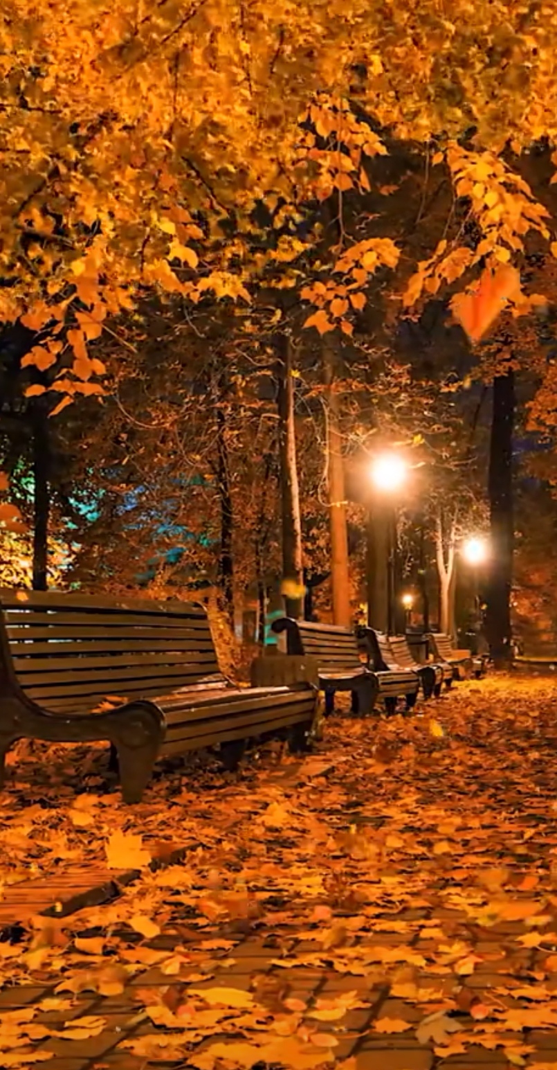 镜头里的秋天有多美# 11 秋天的夜,温暖和谐的一幕