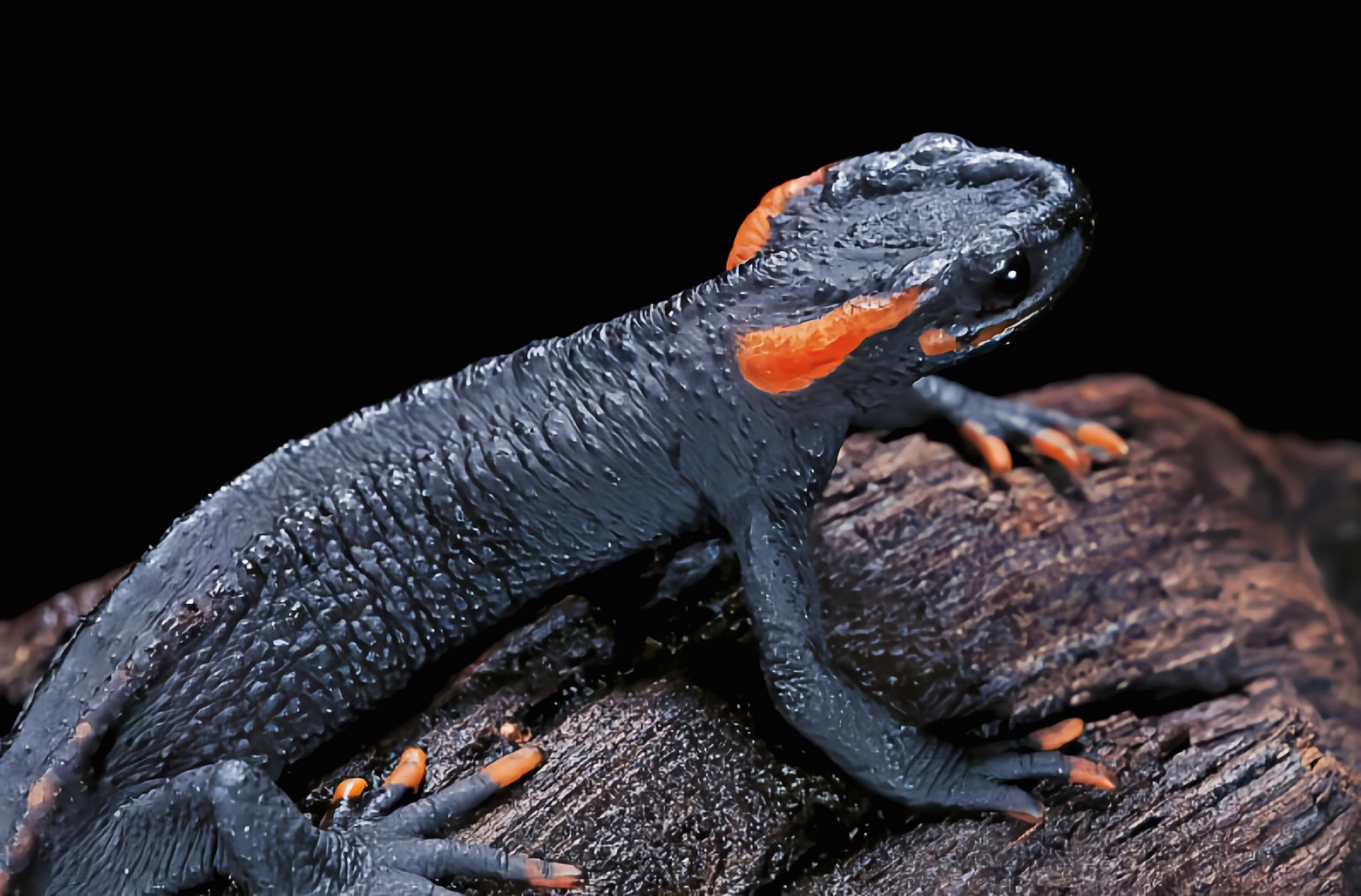 每天认识一种动物——大凉疣螈 大凉疣螈是我国特有物种,仅生活在四川