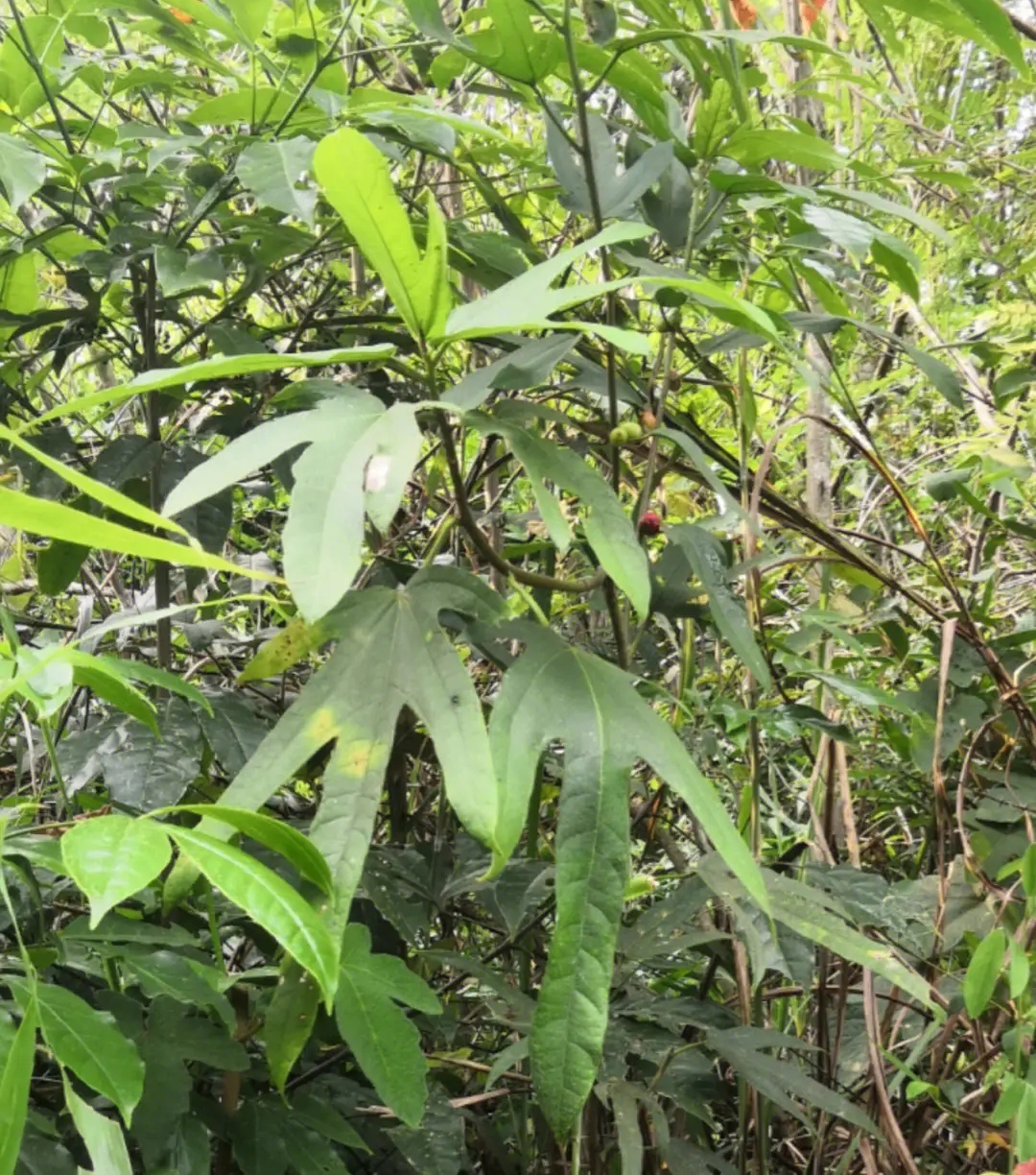 五指毛桃:药食两用的植物