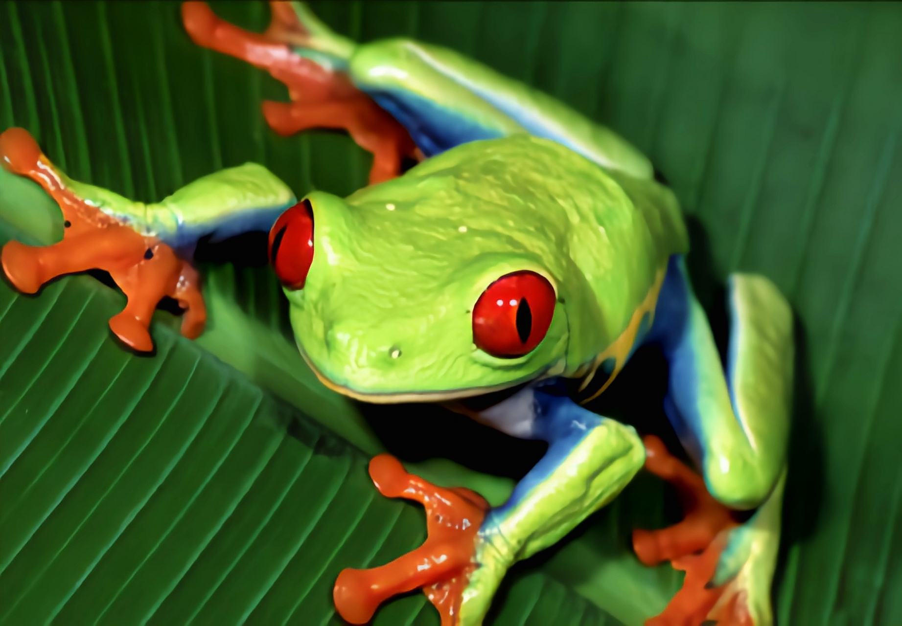 每天认识一种动物——红眼树蛙 红眼树蛙别名丽眼树蛙,原产于北美洲