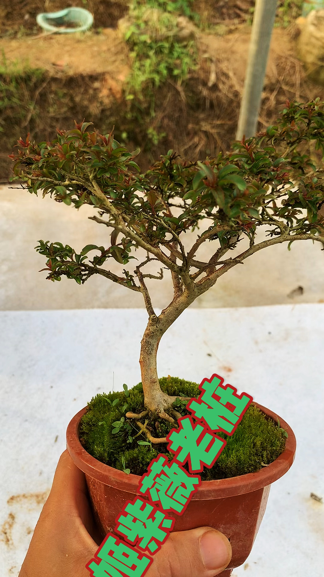 日本姬紫薇老桩,意境深邃,小中见大.基地10000盆-度小视