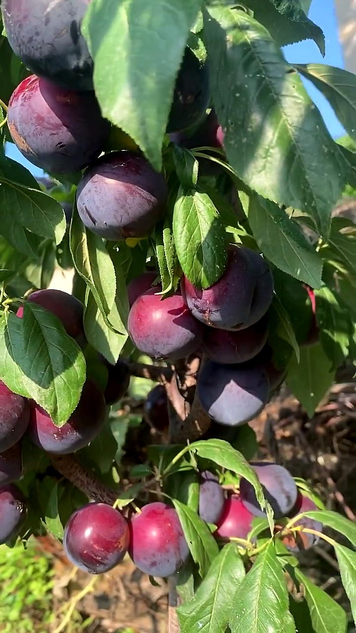 樱桃李子树苗樱桃李树苗价格品种耐寒性好土壤要求简单紫皮红肉产量高