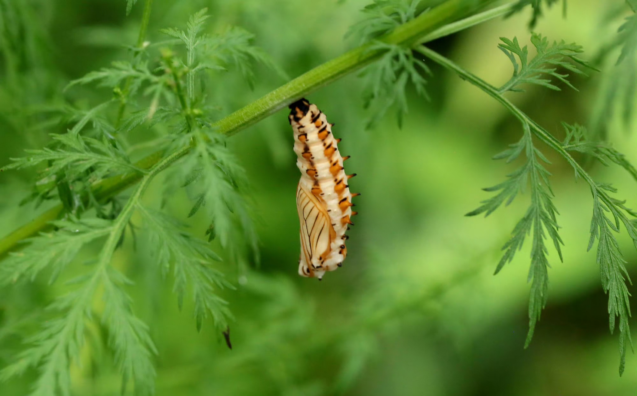 【苎麻珍蝶】 acraea issoria hübner, 1816;鳞翅目蛱蝶科珍蝶属.