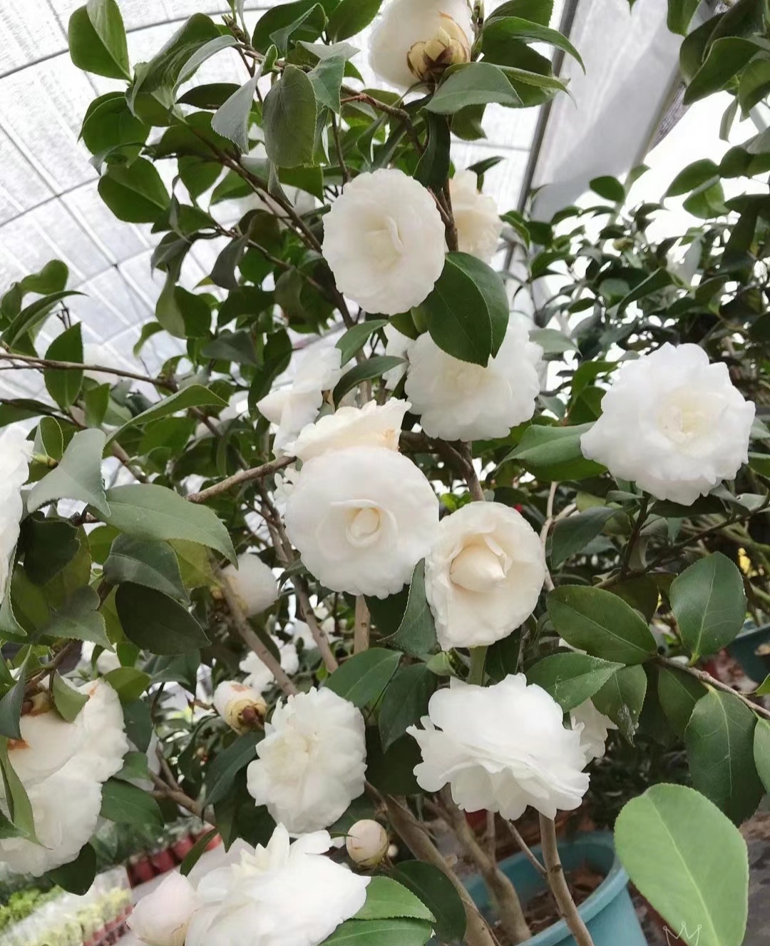 照月白茶花?来啦