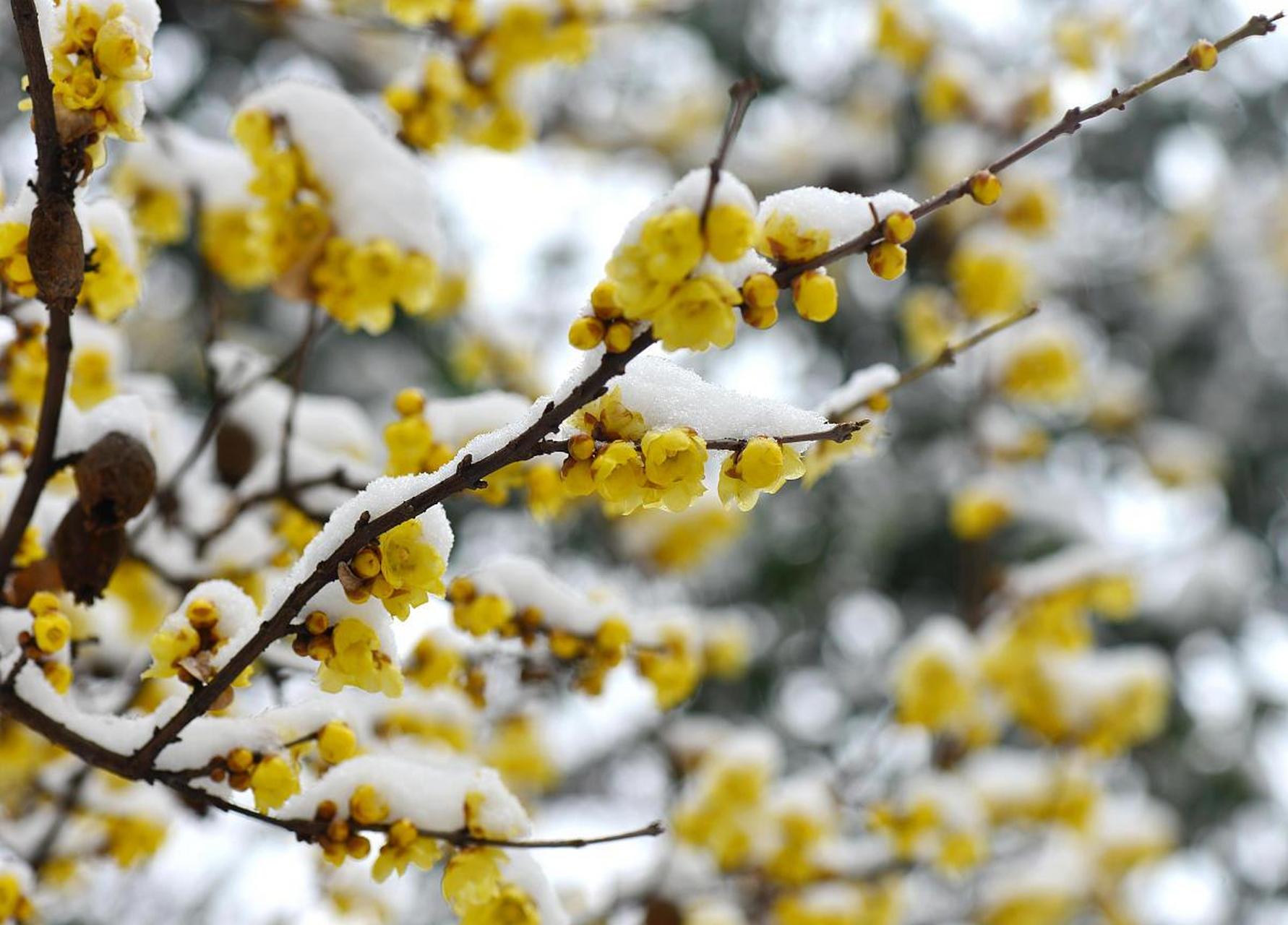 在寒冷的冬天,  梅花为人们带来温暖和希望,  让人们感受