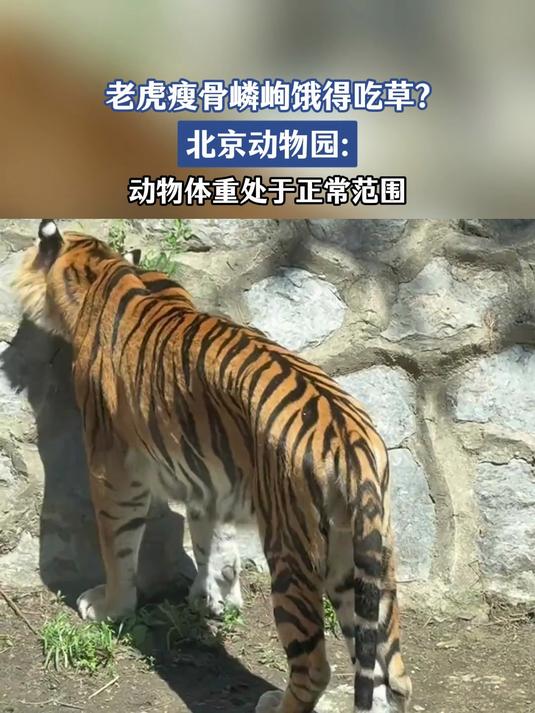 老虎瘦骨嶙峋饿得吃草?北京动物园:动物体重处于正常范围