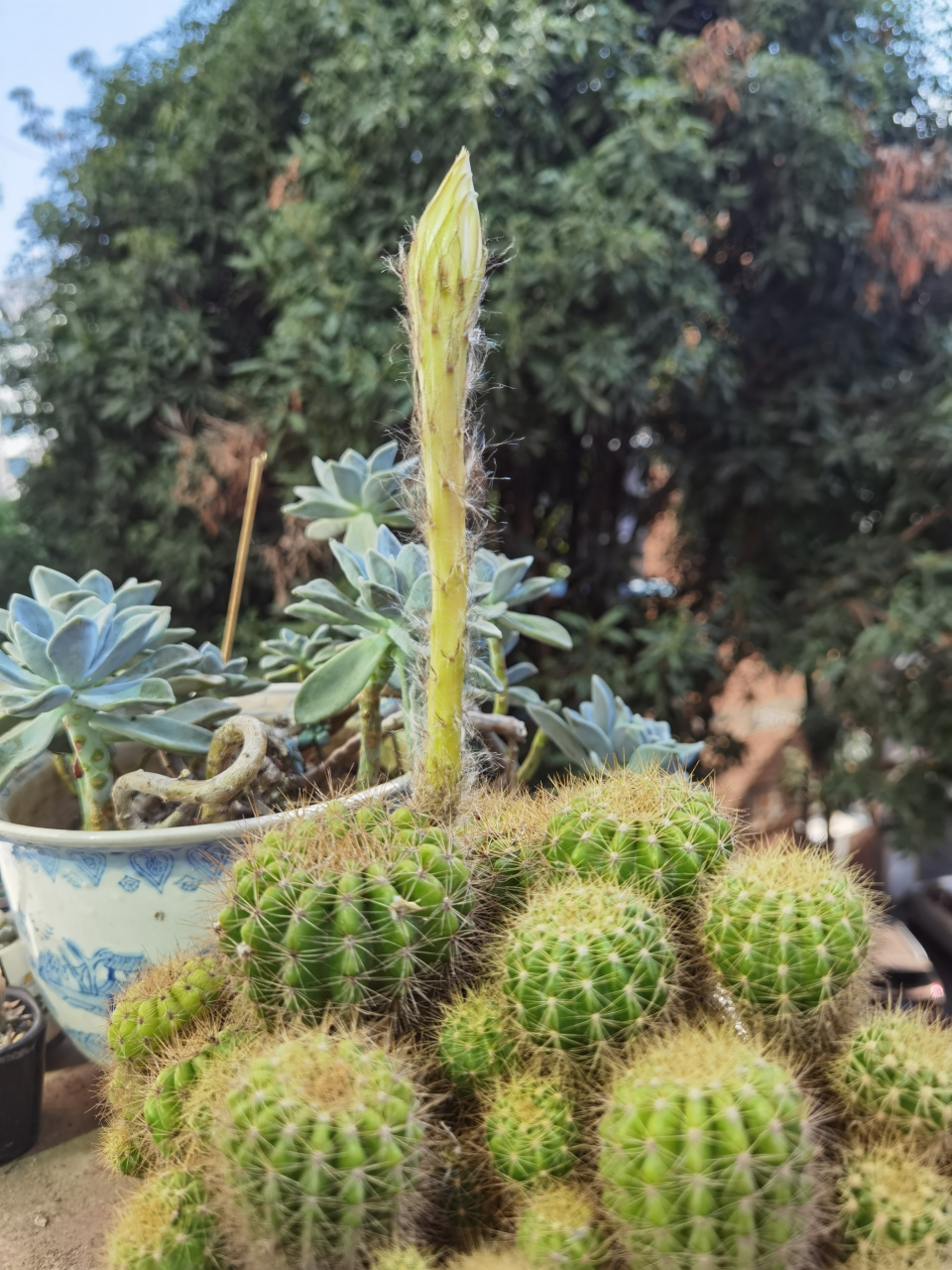 花箭向上的仙人球花苞,催人积极向上; 花箭向下的昙花花苞,诱人探其