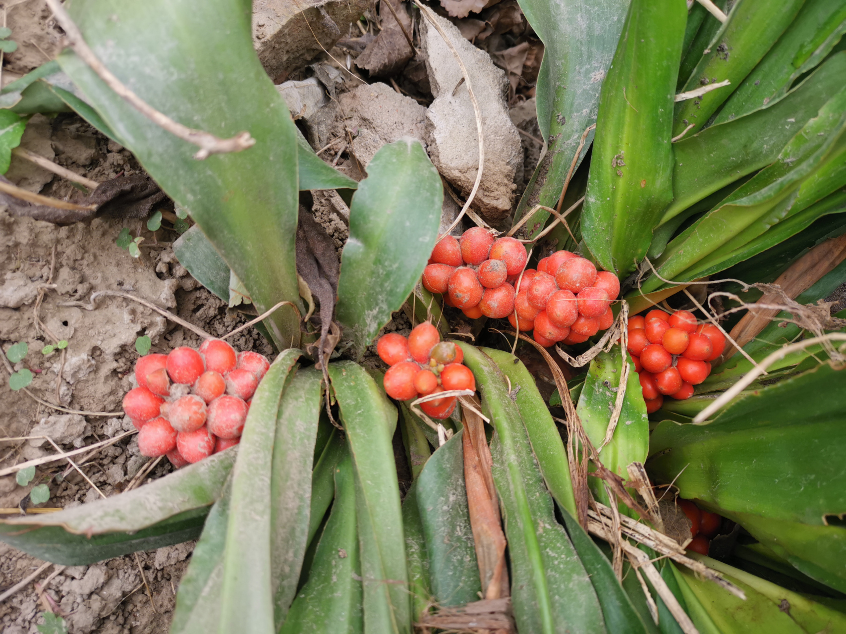【这才是真正的万年青】 万年青,又叫中华万年青,四季常绿,是天门冬科