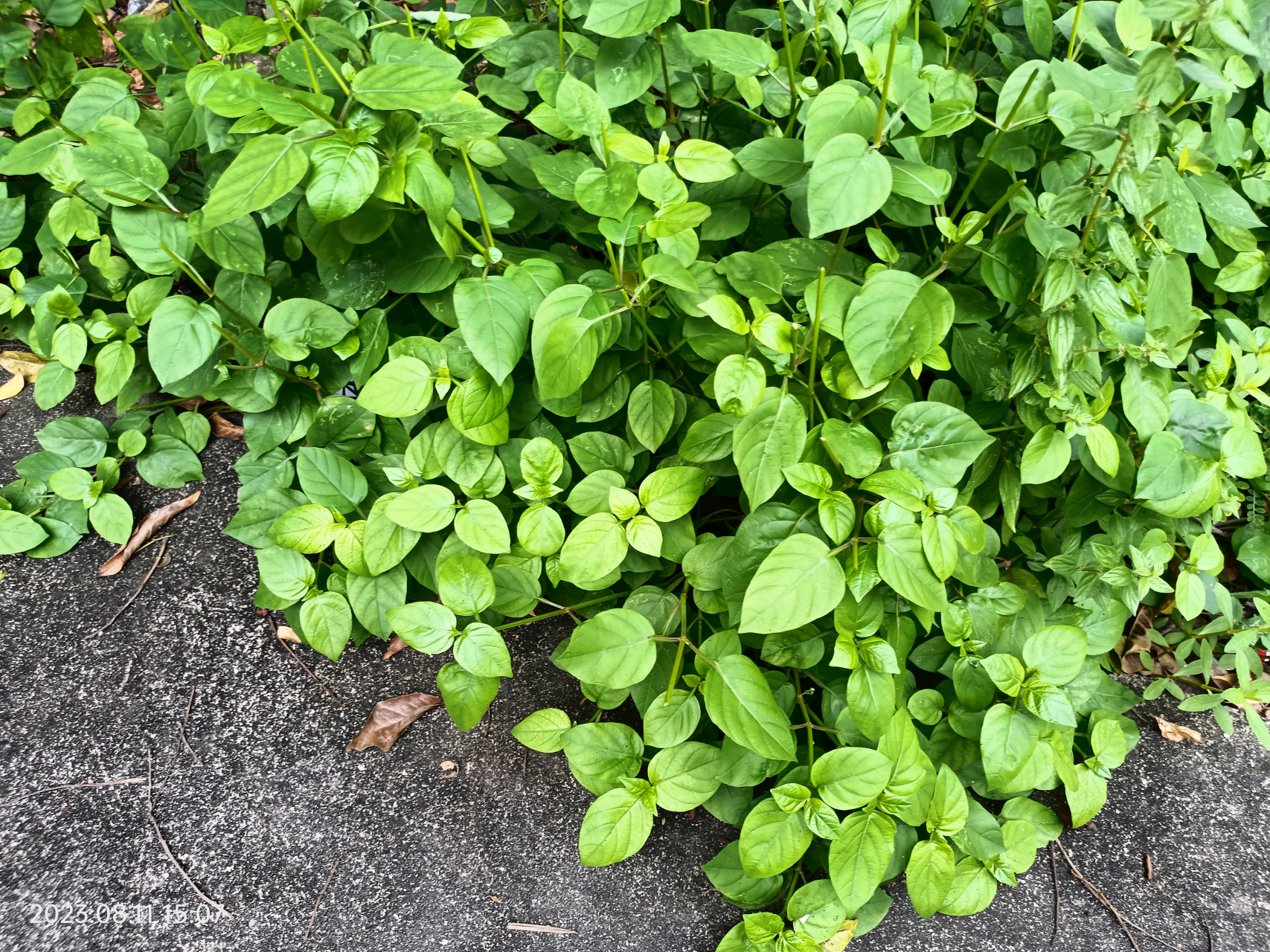 植物,可做菜吃的,宽叶十万错