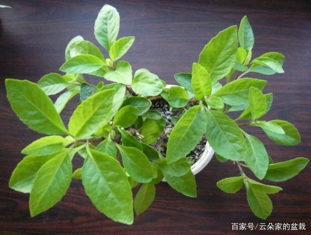 此物俗称"明月草",是疏通血管"特效药",农村就有,遇到带走