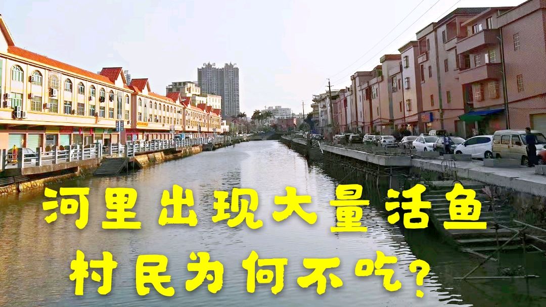 东江退潮后有很多河鱼,无一村民捞鱼,为何村民说这鱼不能吃?
