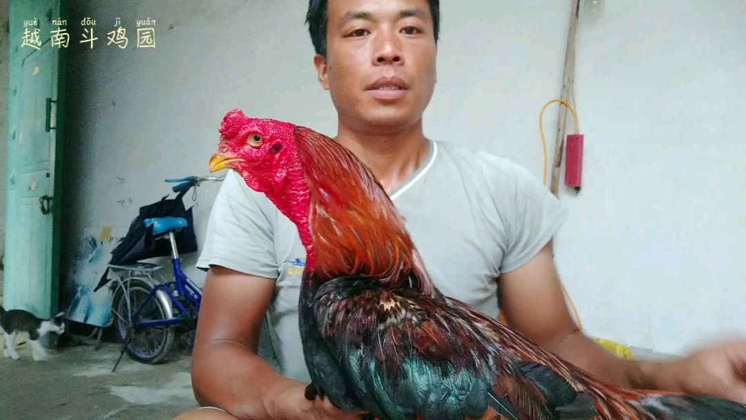 农村小杨给大家看一只赢过两场的越南斗鸡