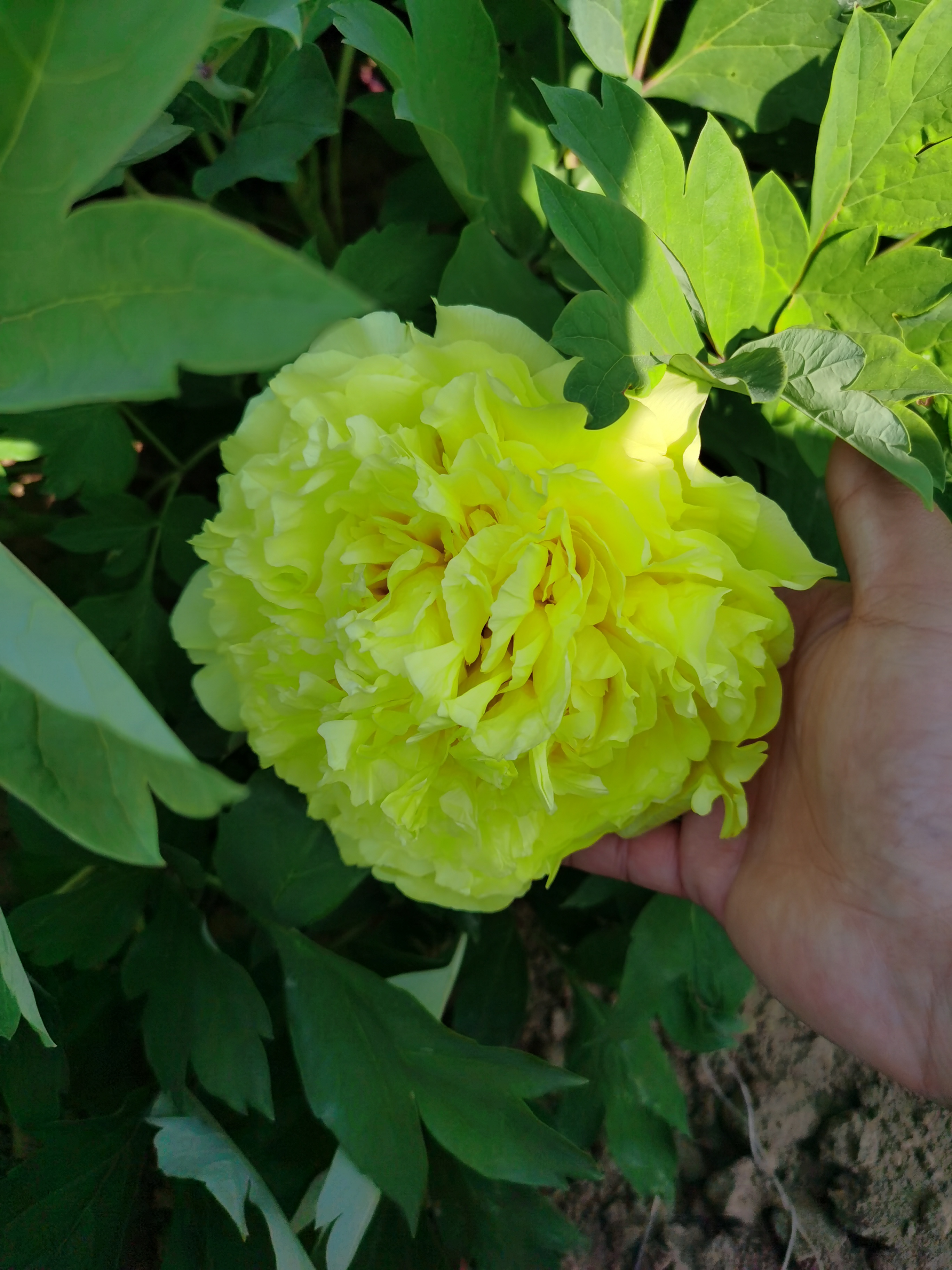 金黄色的大花牡丹—金晃