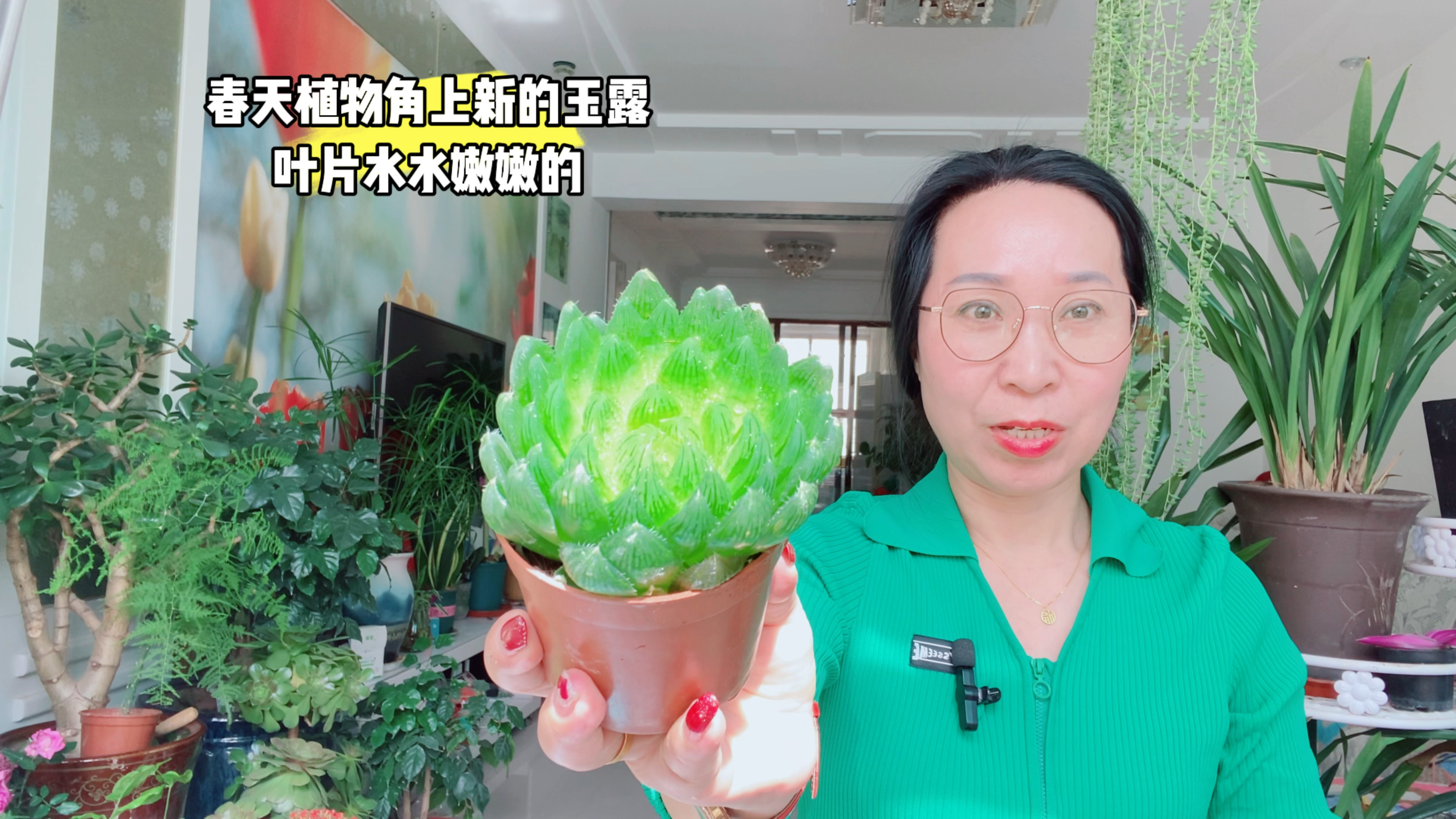 春天多肉玉露这样养护,生长状态更好!