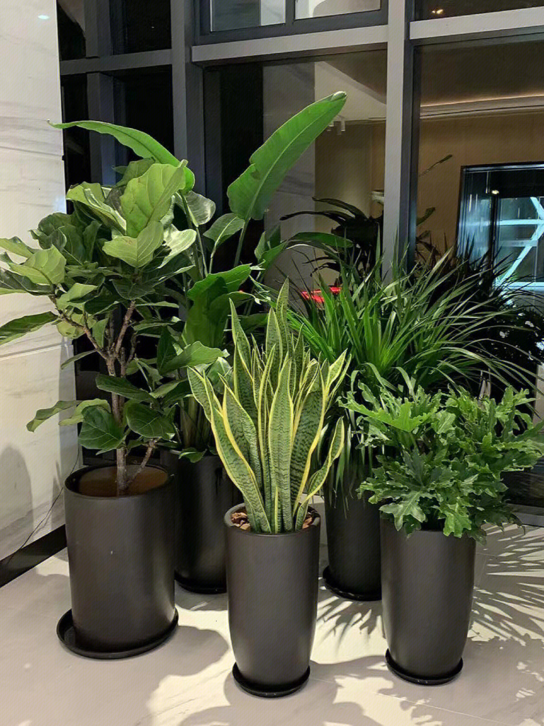 办公室绿植竟然可以租赁?