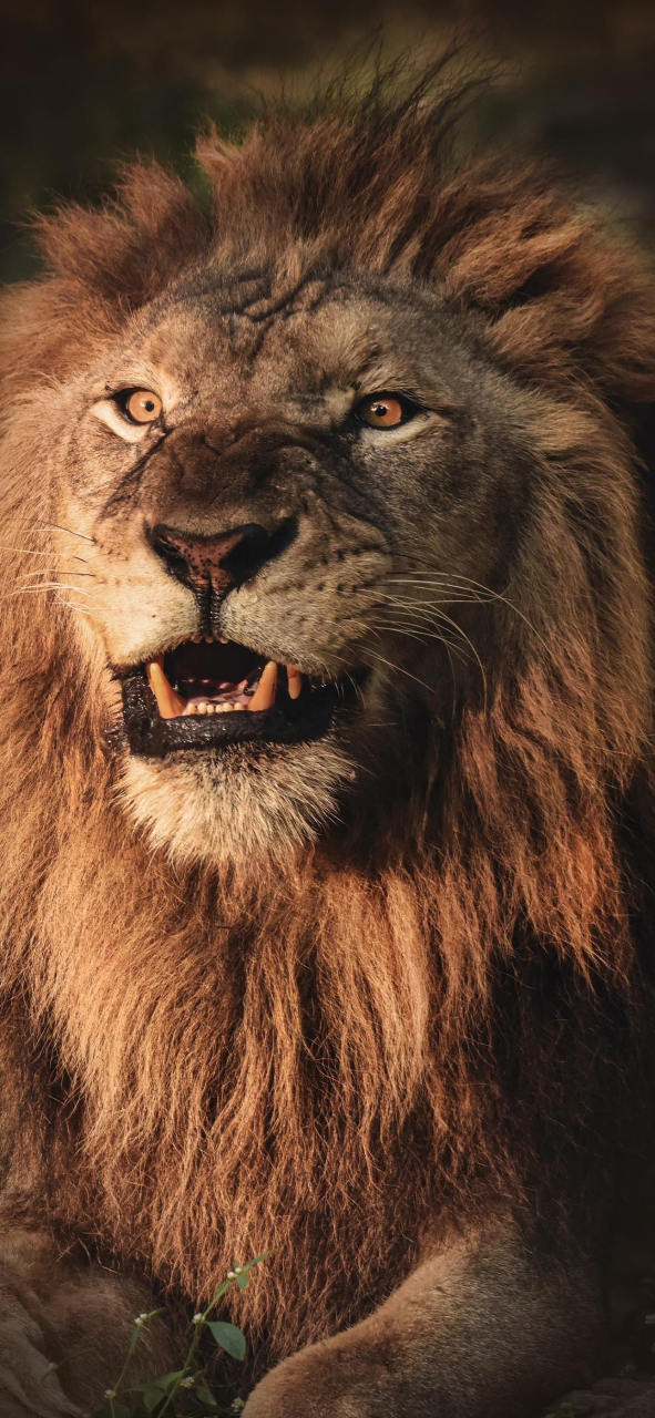 动物# 敢和狮子对视3秒吗#神奇动物在百度# #动物世界