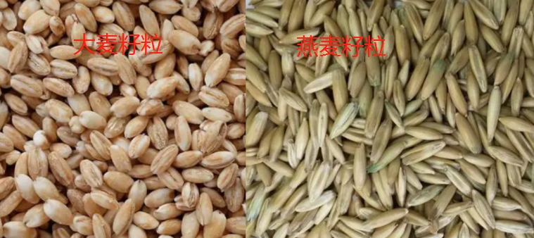大麦和燕麦的区别有哪些?
