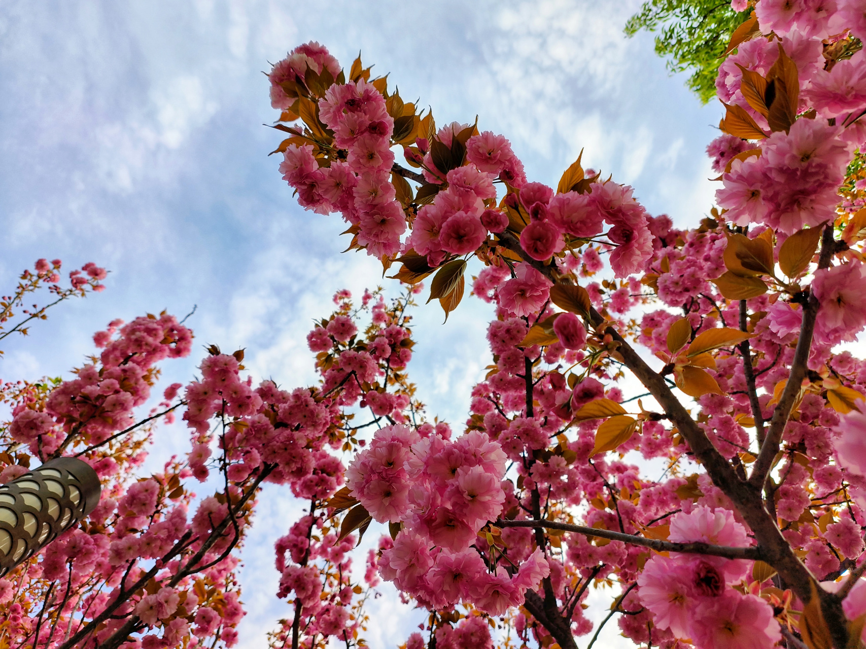 大连植物园樱花完全绽放,粉色花海太美了,好几片樱花林,快来拍照呀