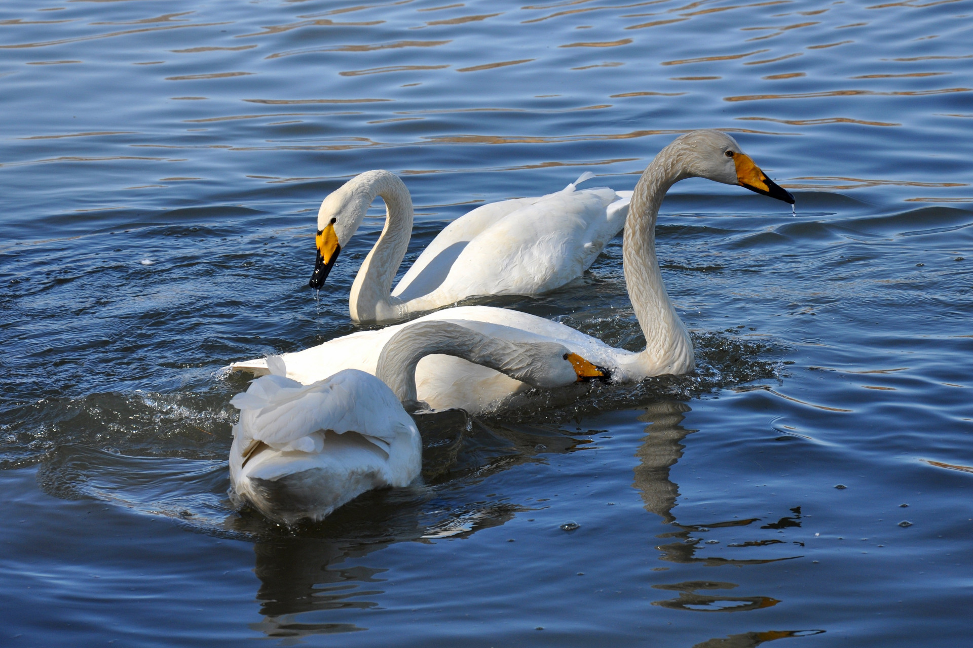 突破辽宁杠杠滴# #贯彻二十大辽宁在行动# #美好辽宁欢迎您# 天鹅戏水