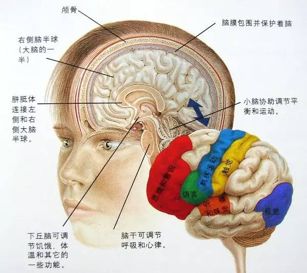 神奇的大脑组织中心