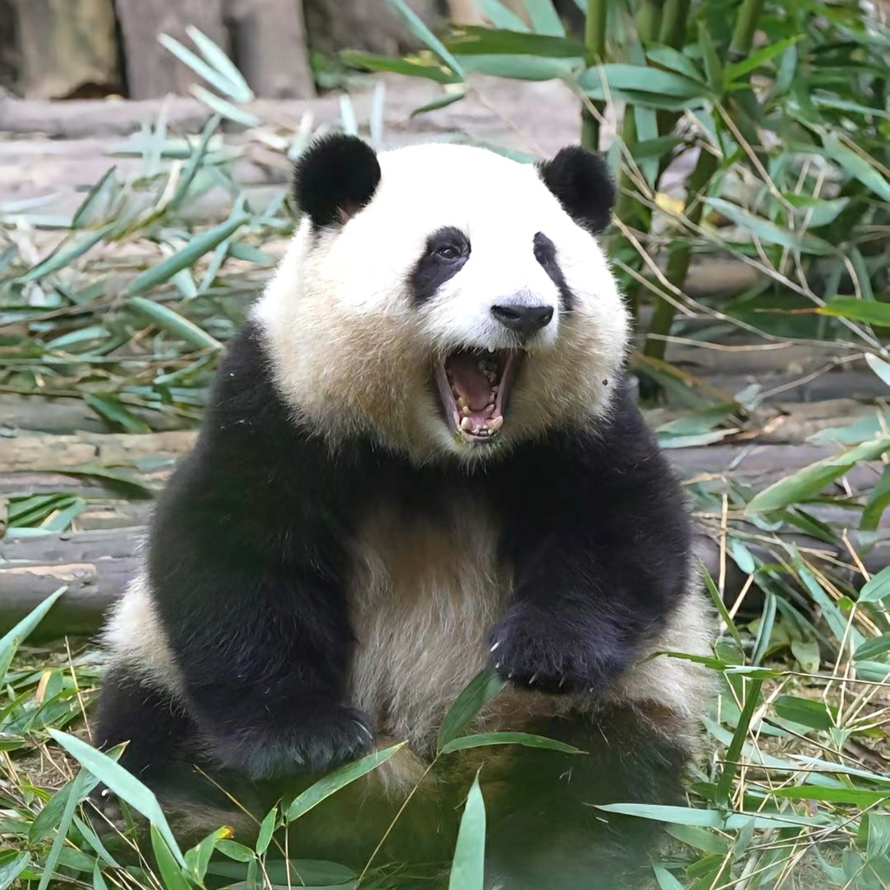 花式咆哮[国宝]