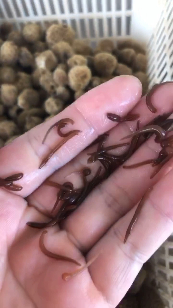 宽体金线蛭,水蛭苗,蚂蝗苗-度小视