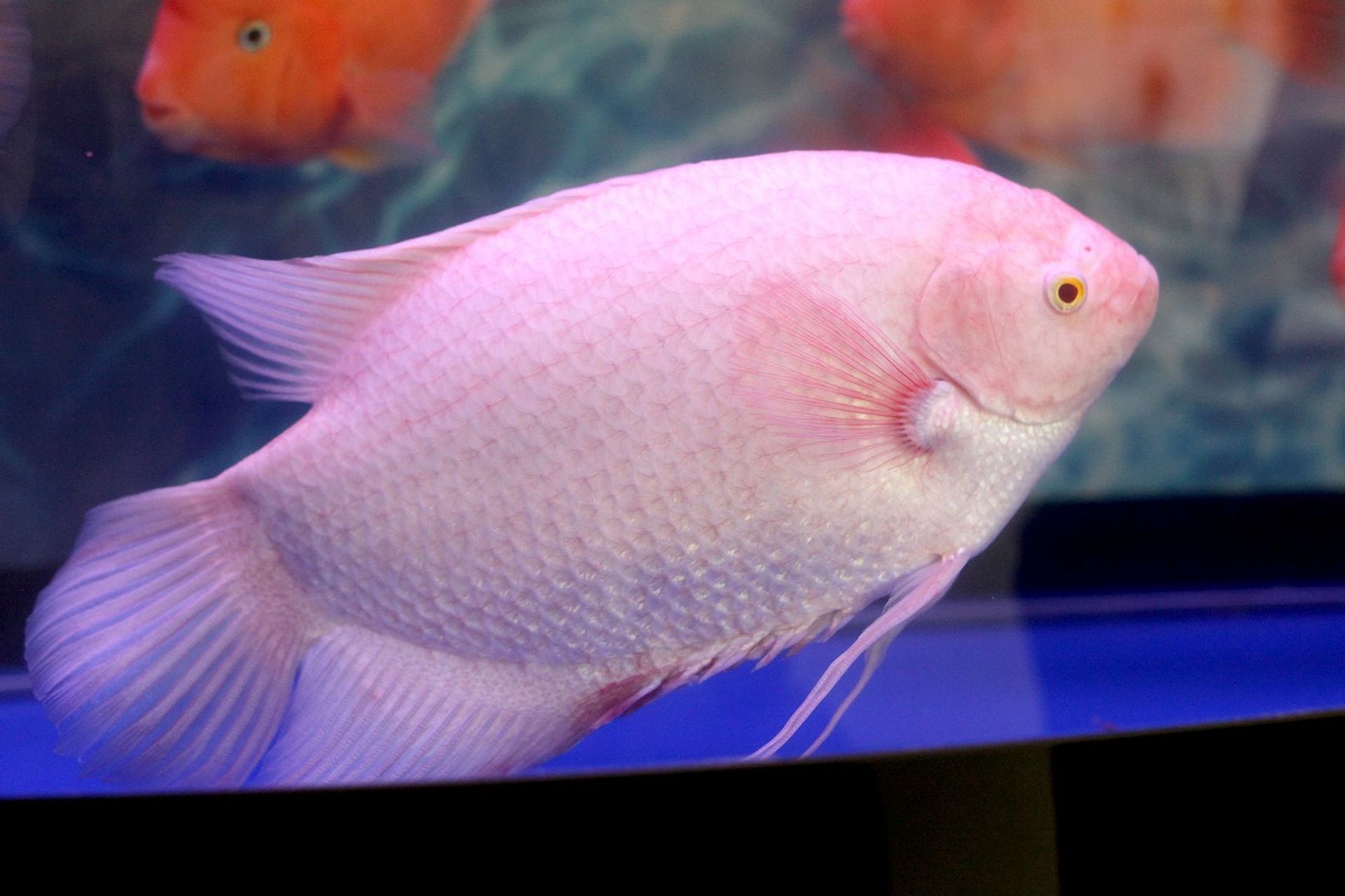 观赏鱼# 招财鱼,又名战船.