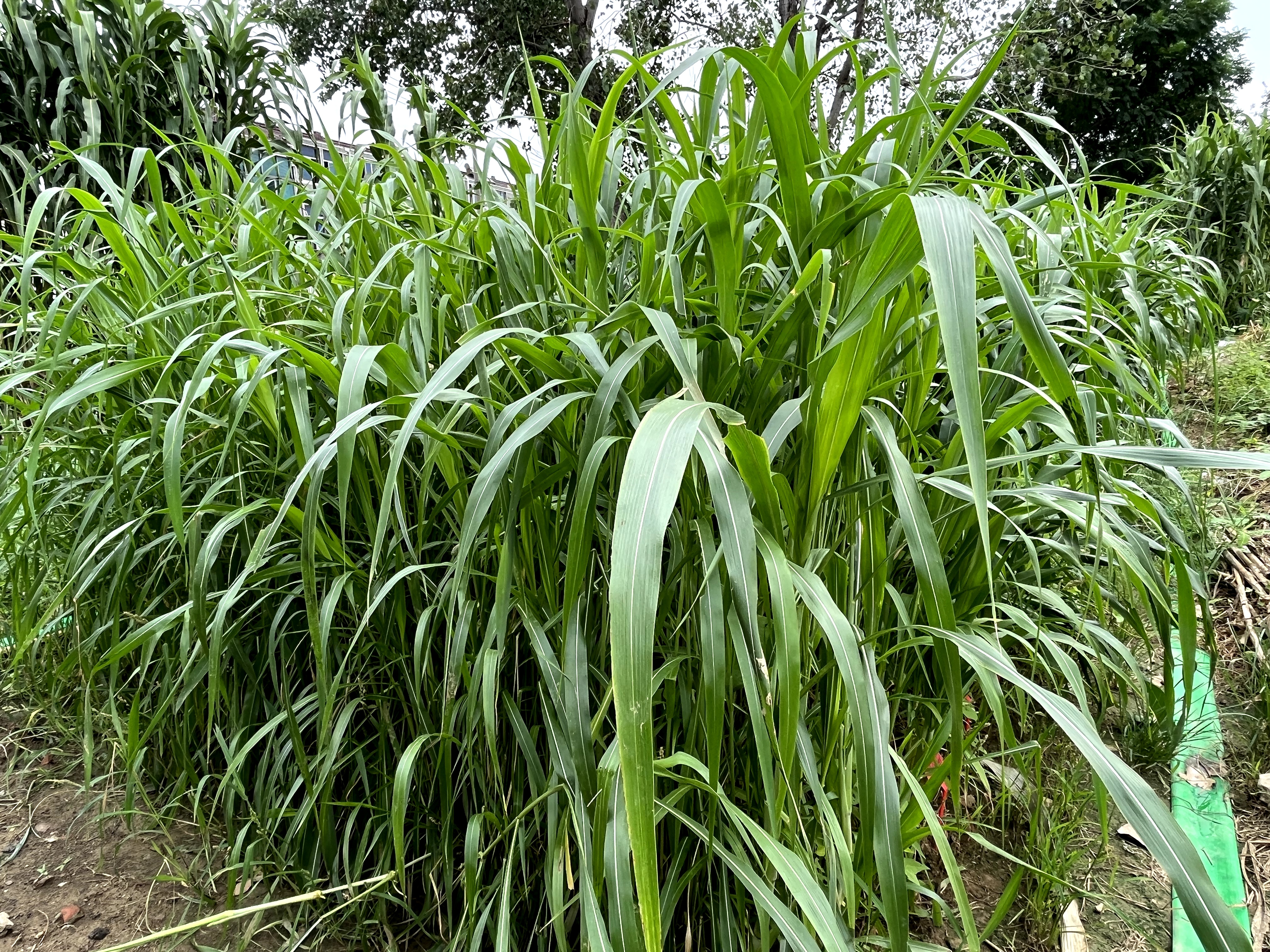 河南养牛羊种哪种草好,高丹草一年可割5到6茬,草质柔嫩牛羊爱吃