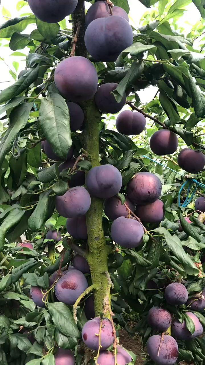 黑霸王李子苗,个头半斤,糖度20,适合庭院种植