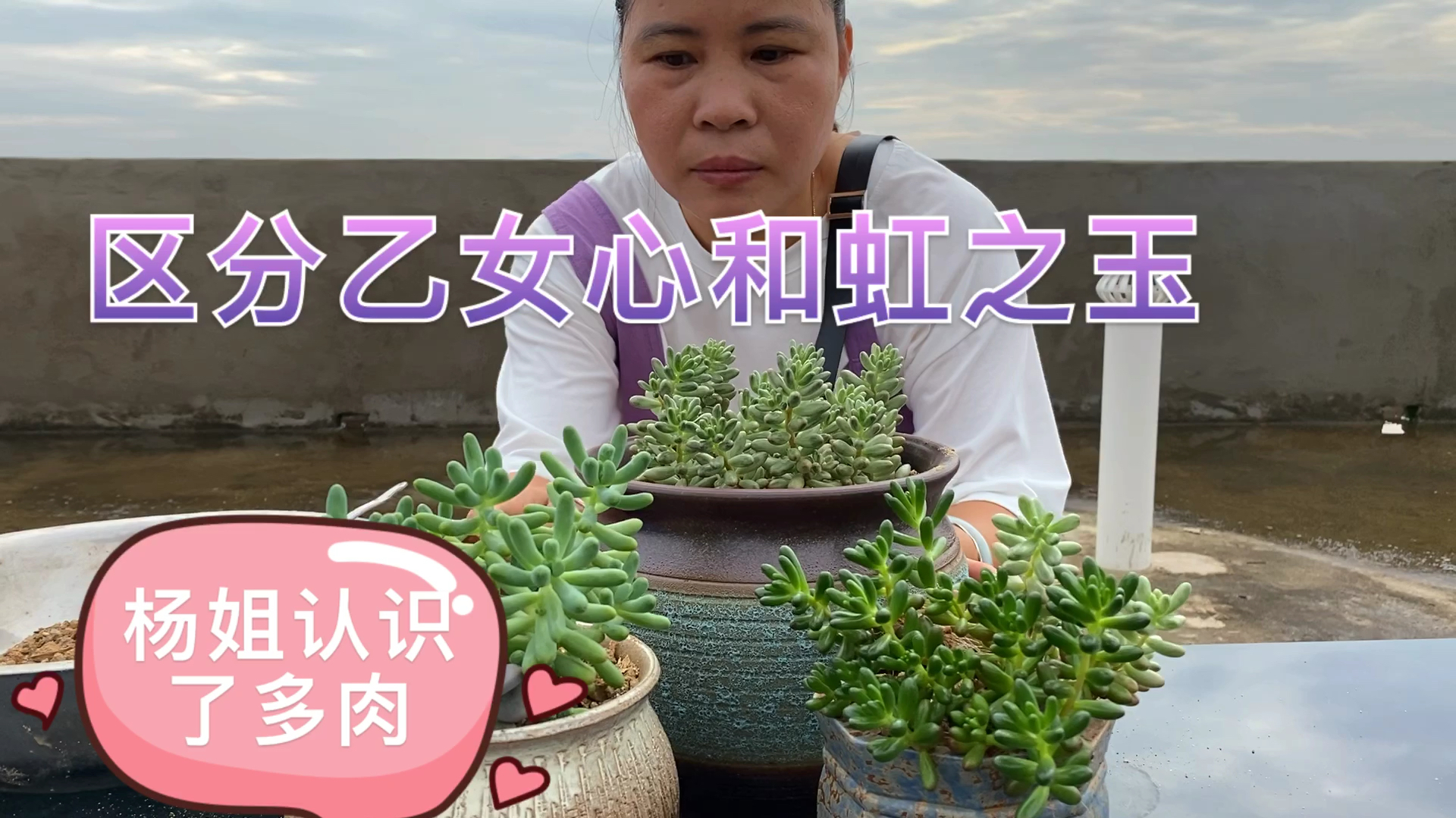 在种多肉过程,杨姐如何区分乙女心和虹之玉,长知识了!