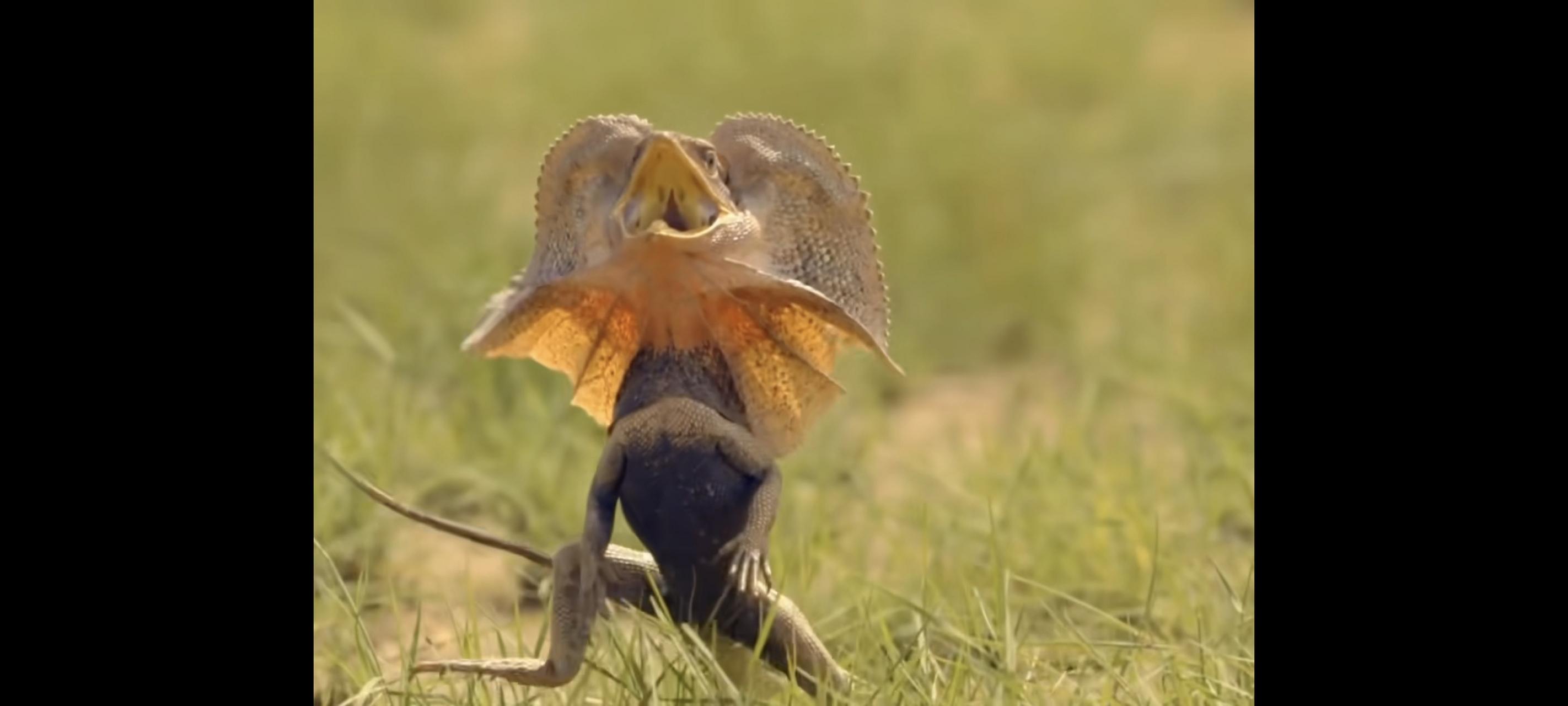 奔跑的褶伞蜥,你说它眼睛长旁边,为啥直跑不会撞树上?