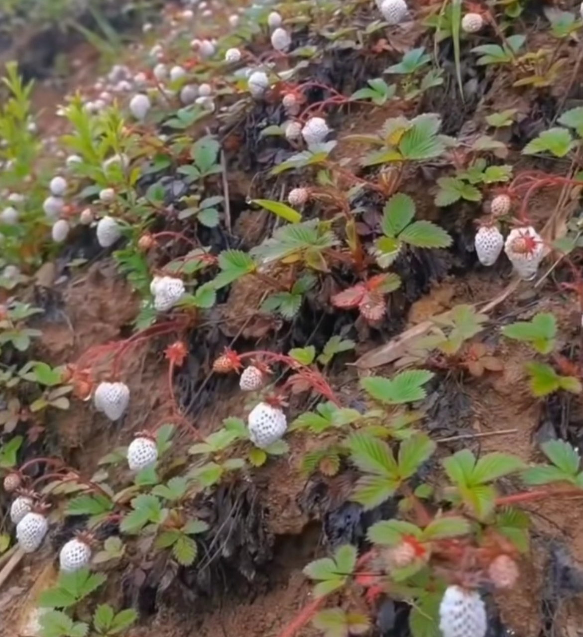 白草莓(白泡果),看到这么多的白泡果,有没有勾起小时候的回忆