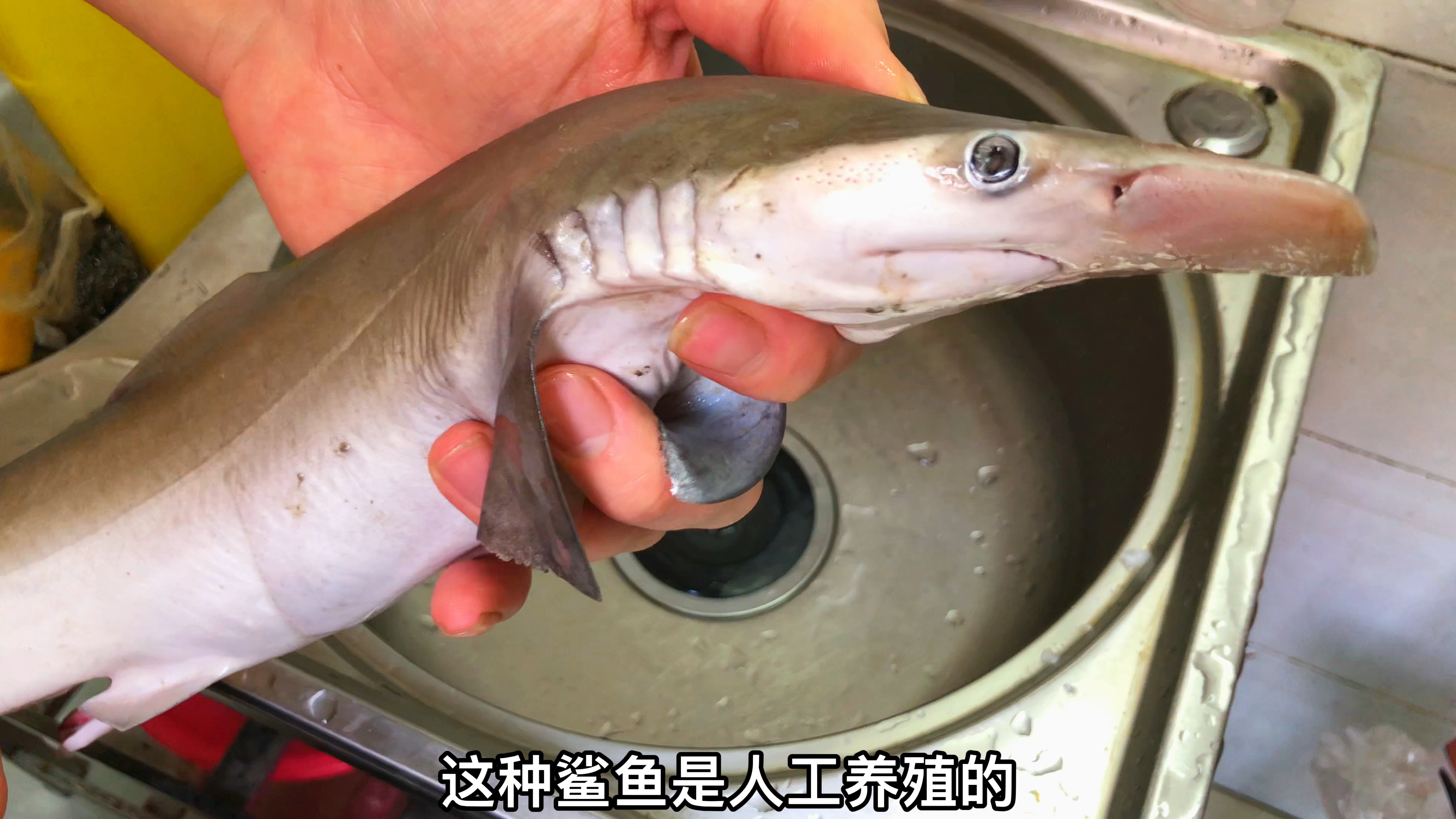 35买了一条人工养殖的鲨鱼,今天分享海边特色做法,没有氨水味